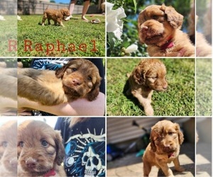 Labradoodle Puppy for sale in WARWICK, RI, USA