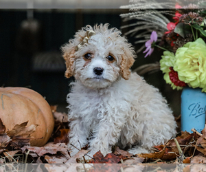 Cavapoo-Poodle (Miniature) Mix Puppy for sale in LIBERTY, KY, USA