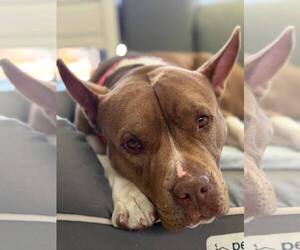 American Staffordshire Terrier-Unknown Mix Dogs for adoption in San Jose, CA, USA