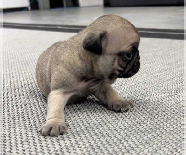 Medium Photo #3 Pug Puppy For Sale in NILES, MI, USA