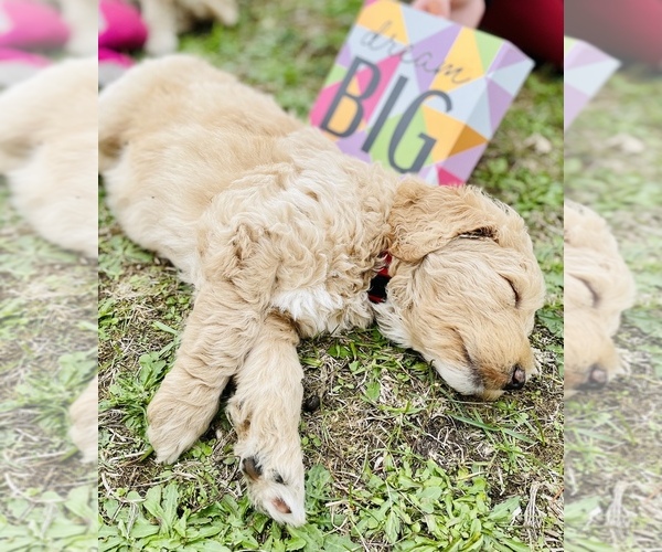 Medium Photo #6 Goldendoodle Puppy For Sale in TENINO, WA, USA