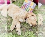Small Photo #6 Goldendoodle Puppy For Sale in TENINO, WA, USA