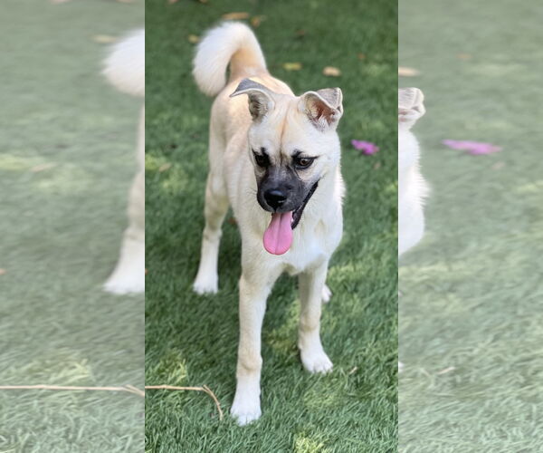 Medium Photo #11 Pug-Shiba Inu Mix Puppy For Sale in Dana Point, CA, USA