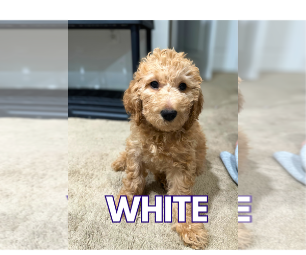 Medium Photo #4 Goldendoodle Puppy For Sale in WHITE PLAINS, MD, USA