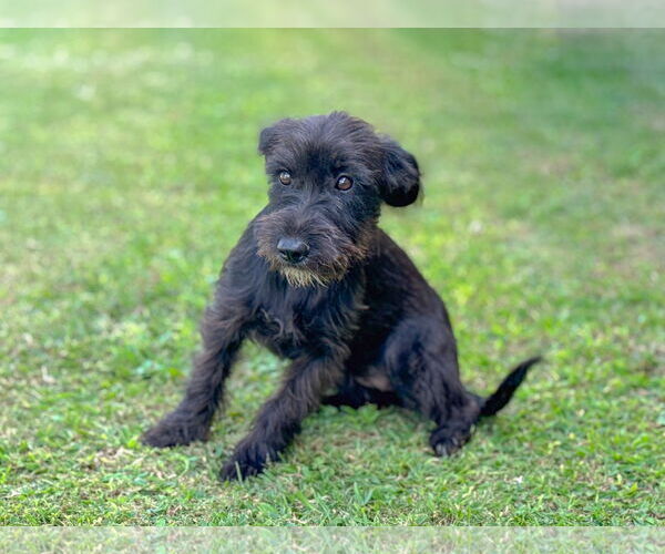 Medium Photo #4 Mutt Puppy For Sale in PIPE CREEK, TX, USA