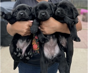 Labrador Retriever Puppy for sale in KENOSHA, WI, USA