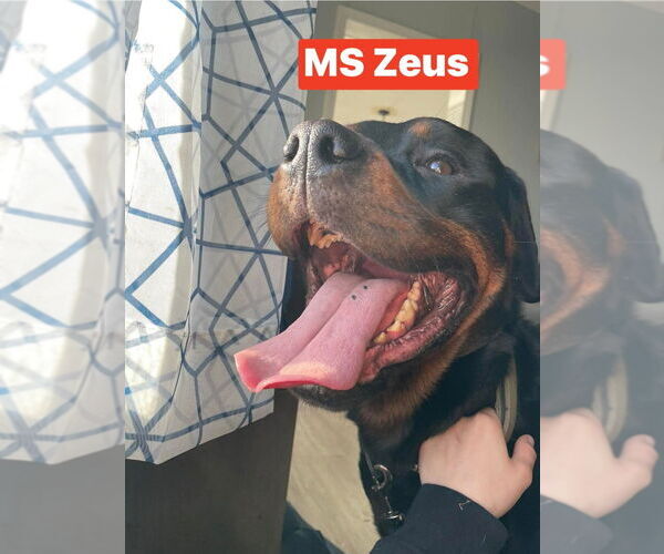 Medium Photo #2 Rottweiler Puppy For Sale in Foristell, MO, USA