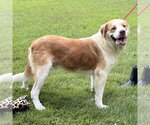 Small Photo #2 Australian Shepherd Puppy For Sale in Yardley, PA, USA