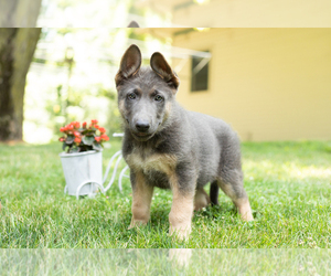 German Shepherd Dog Puppy for sale in GOSHEN, IN, USA