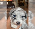 Puppy 3 Aussiedoodle-Miniature Australian Shepherd Mix