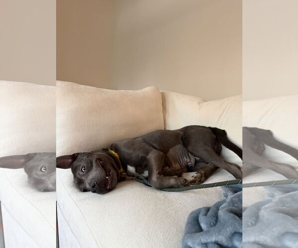 Medium Photo #2 American Staffordshire Terrier Puppy For Sale in Holly Springs, NC, USA