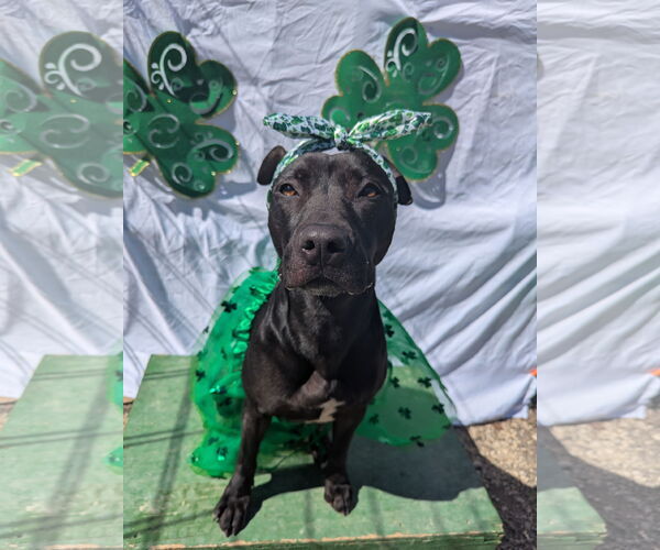 Medium Photo #11 American Pit Bull Terrier-Mountain Cur Mix Puppy For Sale in Calhoun, GA, USA