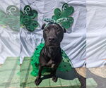 Small Photo #11 American Pit Bull Terrier-Mountain Cur Mix Puppy For Sale in Calhoun, GA, USA