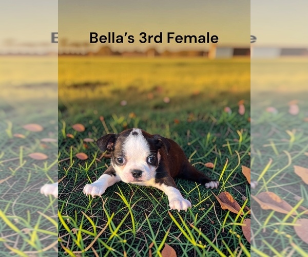 Medium Photo #1 Boston Terrier Puppy For Sale in EWING, KY, USA