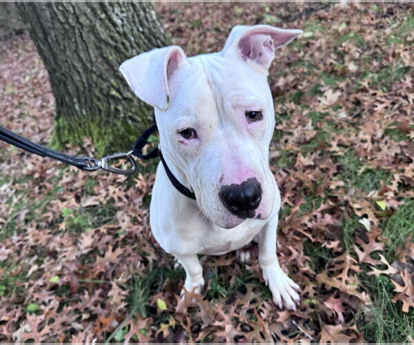 Medium Photo #2 American Pit Bull Terrier-Staffordshire Bull Terrier Mix Puppy For Sale in Princeton, MN, USA