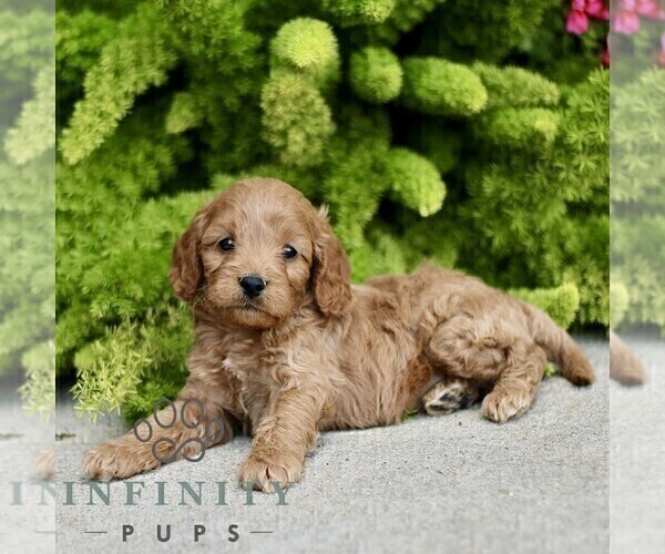 Medium Photo #3 Cavapoo Puppy For Sale in PARADISE, PA, USA