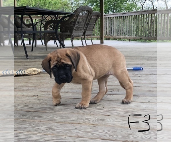 Medium Photo #9 Mastiff Puppy For Sale in APOLLO, PA, USA