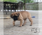 Small Photo #9 Mastiff Puppy For Sale in APOLLO, PA, USA