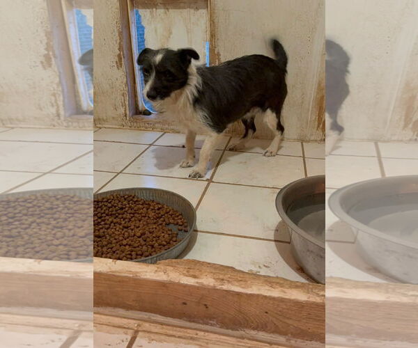 Medium Photo #2 Mutt Puppy For Sale in Grafton, WI, USA