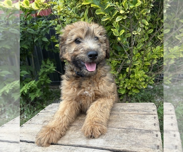 Medium Photo #5 Whoodle (Miniature) Puppy For Sale in MIDDLEBURY, IN, USA