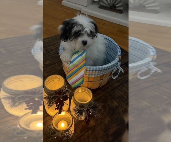 Medium Photo #40 Shih-Poo Puppy For Sale in DINWIDDIE, VA, USA