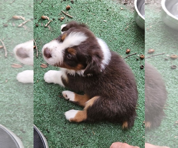 Medium Photo #4 Australian Shepherd Puppy For Sale in NELSON, VA, USA