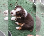 Small Photo #4 Australian Shepherd Puppy For Sale in NELSON, VA, USA