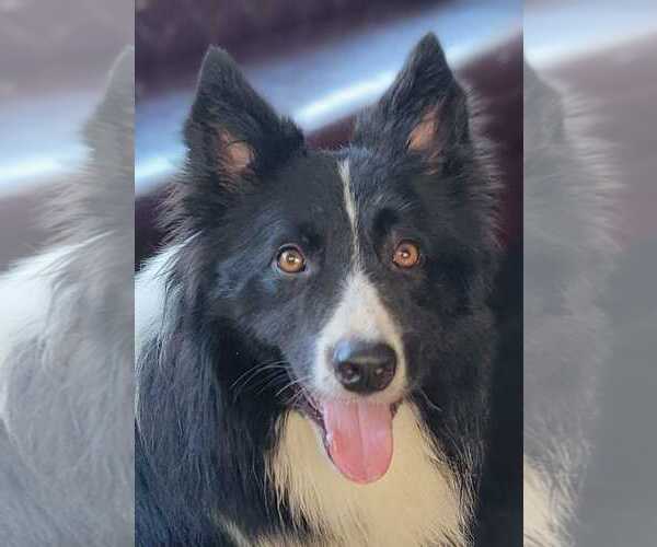 Medium Photo #3 Border Collie Puppy For Sale in Highland, IL, USA