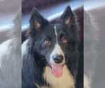 Small #2 Border Collie