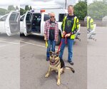 Small #2 German Shepherd Dog