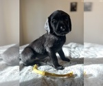 Small #4 Golden Labrador