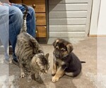 Small #34 German Shepherd Dog