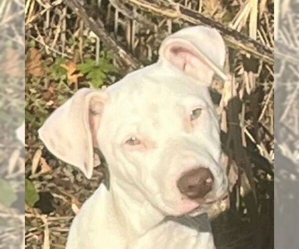 Medium Photo #7 Mutt Puppy For Sale in Canton, CT, USA