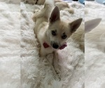 Small Photo #142 Pomsky Puppy For Sale in LOVELAND, CO, USA