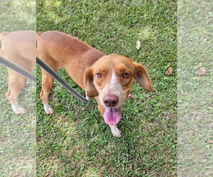 Beagle-Unknown Mix Dogs for adoption in Oakhurst, NJ, USA