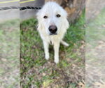 Small #1 Great Pyrenees