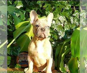 French Bulldog Puppy for sale in MANHATTAN, NY, USA