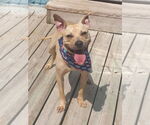 Small #12 American Pit Bull Terrier