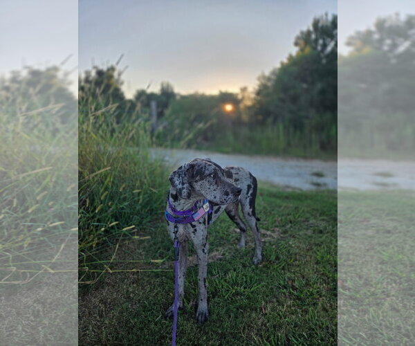 Medium Photo #1 Great Dane Puppy For Sale in McCormick, SC, USA