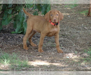 Vizsla Puppy for sale in AMORITA, OK, USA