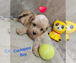 Cockapoo Puppy for sale in PALM COAST, FL, USA