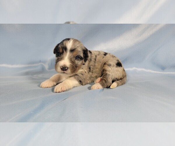 Medium Photo #3 Bernedoodle (Miniature) Puppy For Sale in BLACK FOREST, CO, USA