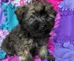 Small Photo #9 Havanese Puppy For Sale in FREDERICK, MD, USA