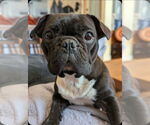 Small #5 Frenchie Pug