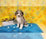 Small Photo #15 Bernedoodle-Poodle (Toy) Mix Puppy For Sale in BLACK FOREST, CO, USA