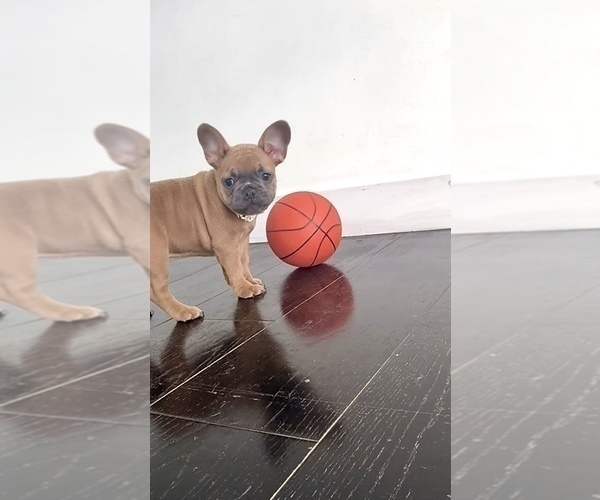 Medium Photo #9 French Bulldog Puppy For Sale in FOLSOM, CA, USA