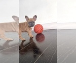 Small #8 French Bulldog