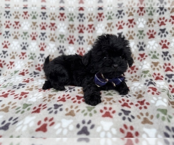 Medium Photo #3 Shih-Poo Puppy For Sale in LAKELAND, FL, USA