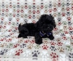 Small #2 Shih-Poo