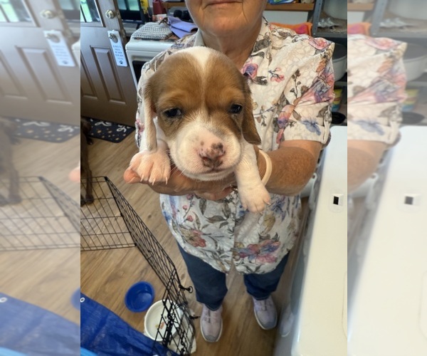 Medium Photo #6 Dachshund Puppy For Sale in ASHLAND, NE, USA
